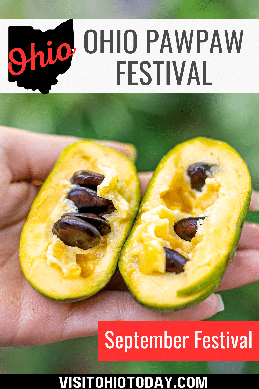 The Ohio Pawpaw Festival celebrates this large native tree fruit with lots of pawpaw food and drink on offer. Held on the weekend of September 15 to 17 2023.