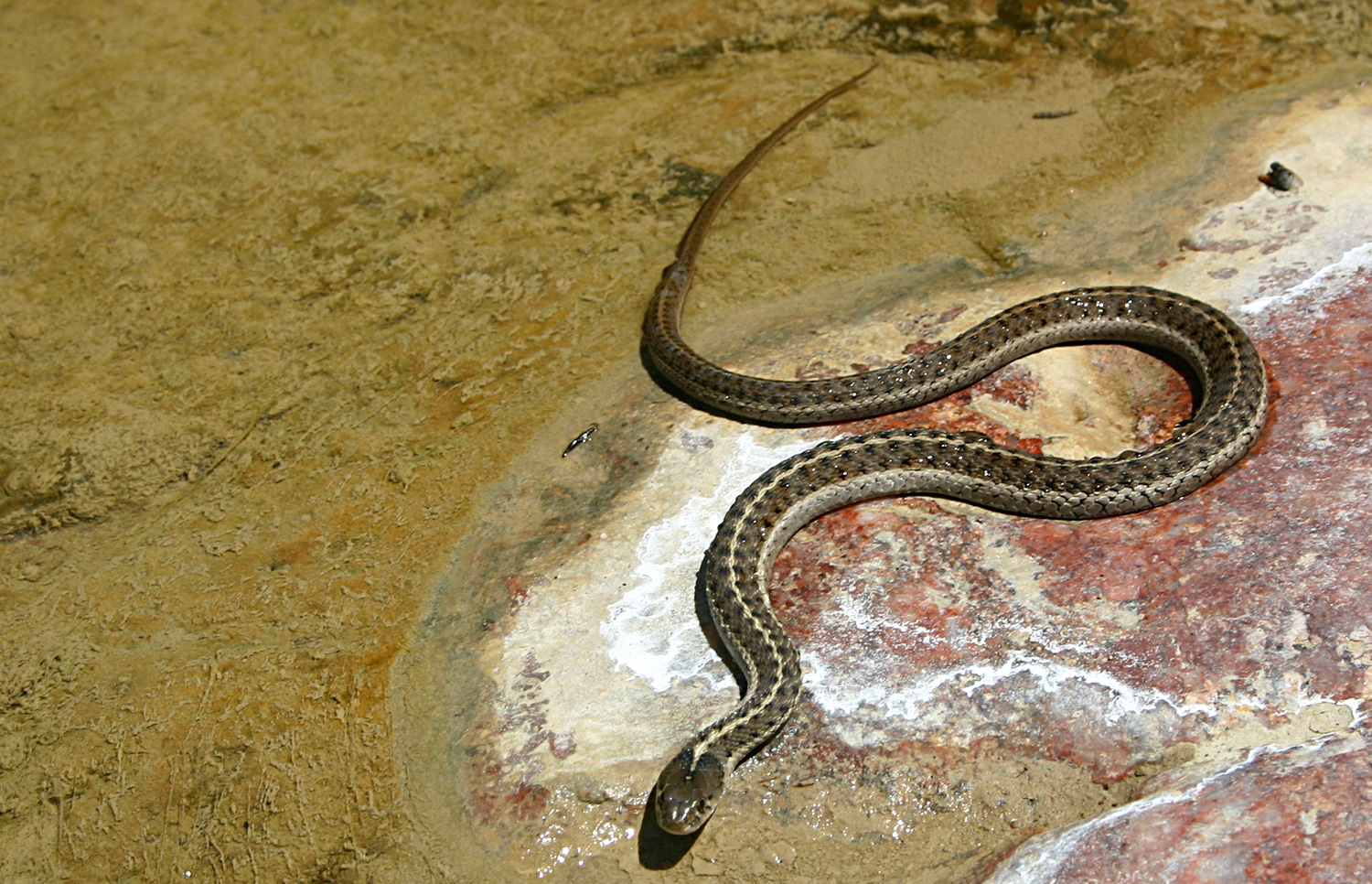 horizontal photo of a Plains Garter snake on a water bank