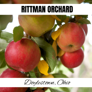 square image with a photo of red apples on a branch with a white strip across the top with the text Rittman Orchard, and a white strip across the bottom with the text Doylestown, Ohio. Image via Canva pro license