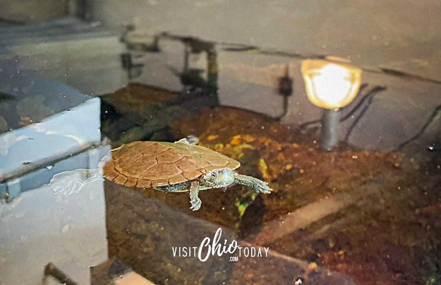 horizontal photo showing a turtle in the living stream at the nature center at battelle darby creek metro park Photo credit: Cindy Gordon of VisitOhioToday.com