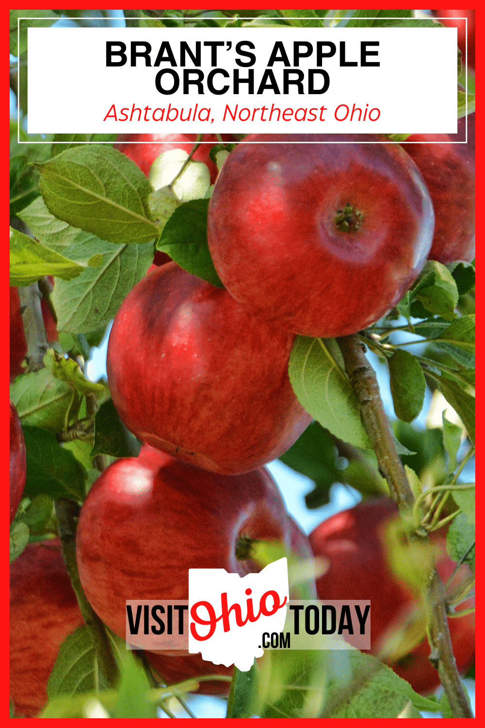 Brant's Apple Orchard is a popular you pick farm in Northeast Ohio. They offer a huge selection of apples, Asian pears and table grapes. Brants Apple Orchard also offers a farm market as well as fun activities during the season for the whole family. | Apple Orchard | Ohio Apples |