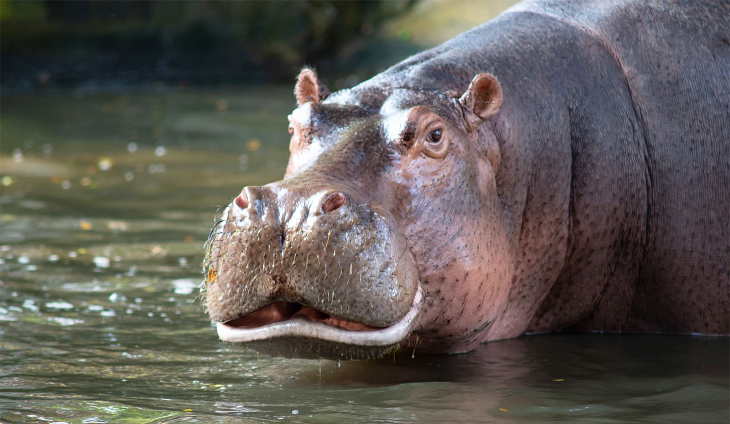 horizontal photo of a hippopotamus in the water. Image via Canva pro license