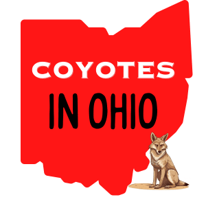 square image with a large red map of Ohio with the text coyotes in Ohio, and a cartoon image of a coyote in the bottom right corner