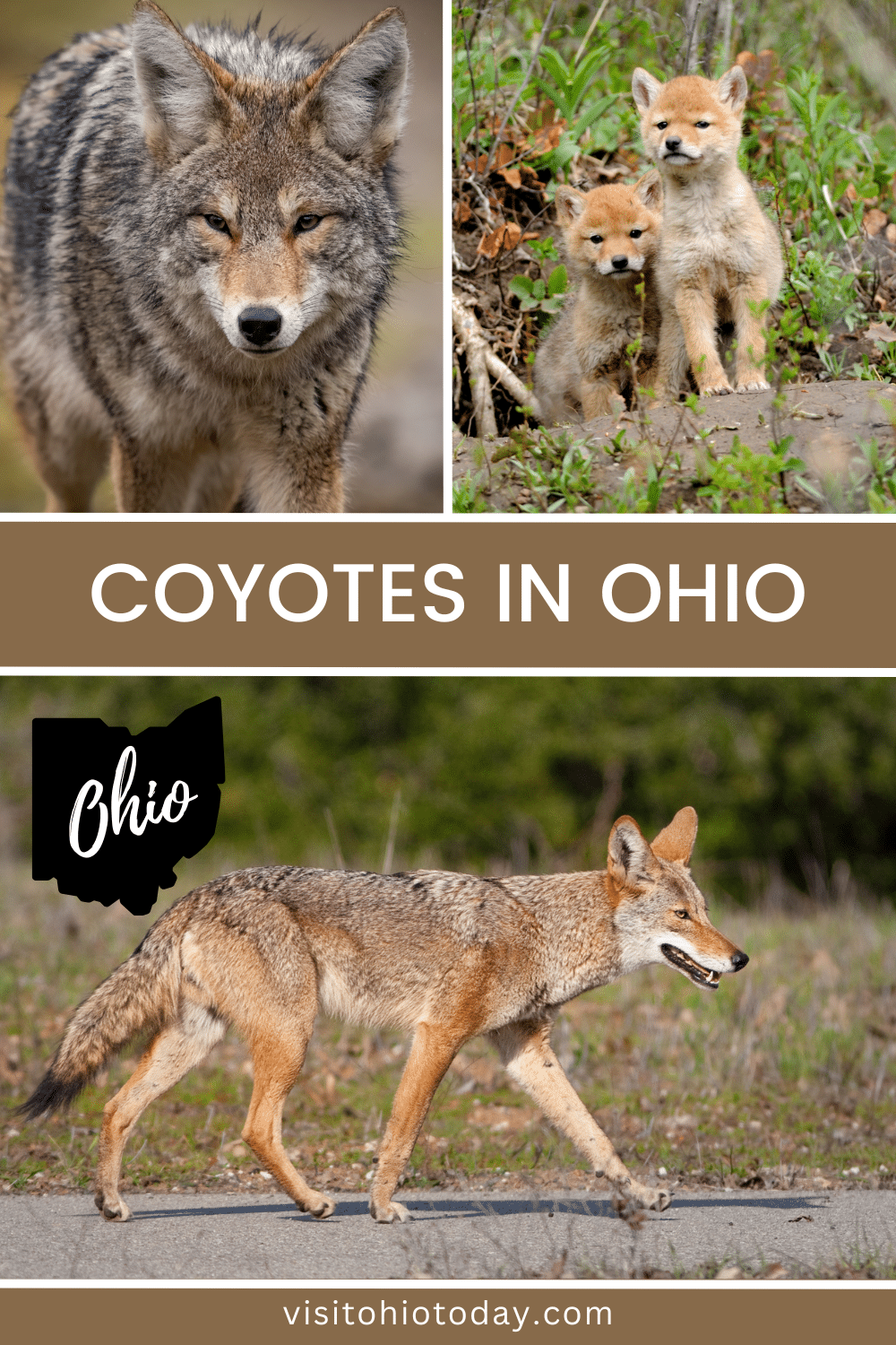 Did you know that coyotes are native to Ohio? Even though they are not native to these parts, they have decided to call Ohio their home and coyotes can be found throughout the state of Ohio. The scientific name of the coyote is Canis latrans.