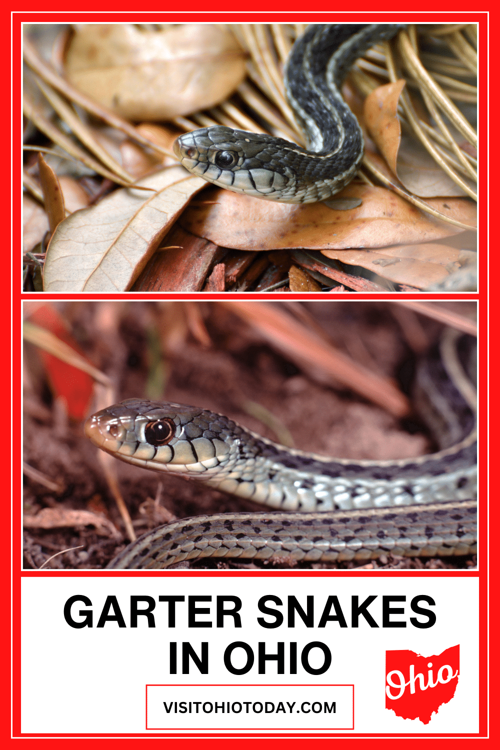 Ohio has some amazing wildlife, and this includes wildlife of the reptilian nature. Garter snakes have been at home in Ohio for centuries, and in this article we feature 5 garter snakes that you may find when you´re out and about.