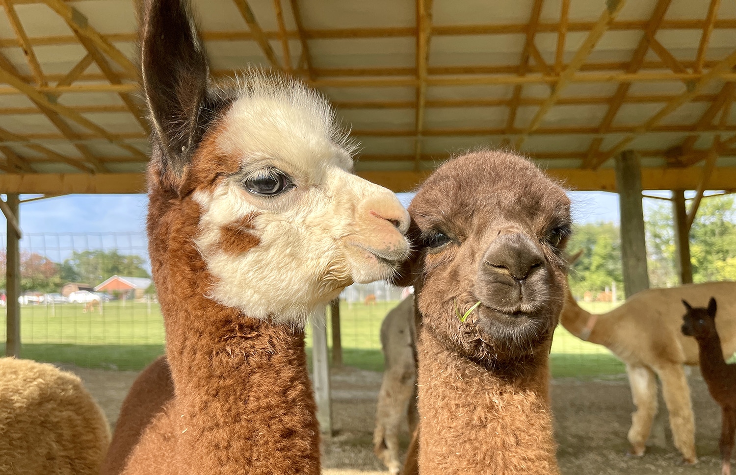 horizontal photo of two alpacas, one is brown, the other is brown with a white face. There are more alpacas in the background. Image courtesy of Majestic Meadows Alpacas