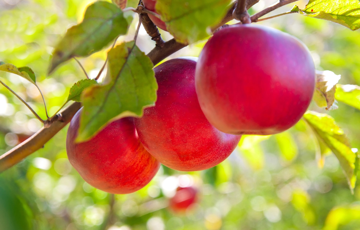 horizontal photo of the branch of an apple tree with three red apples 