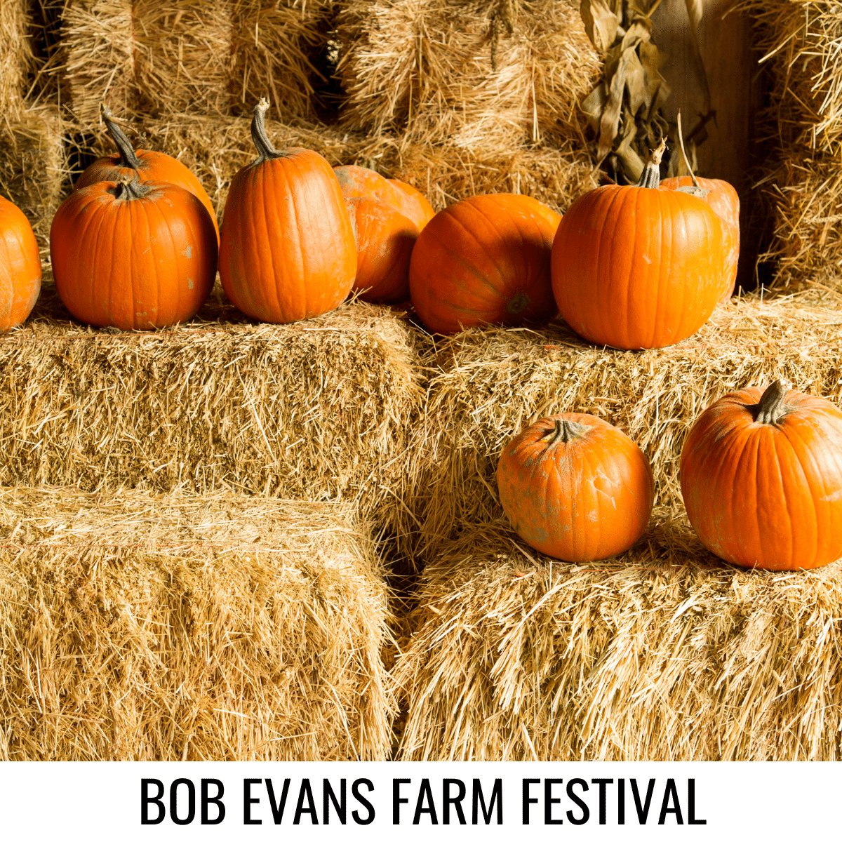 square image with a photo of orange pumpkins displayed on bales of hay. A white strip at the bottom has the text Bob Evans Farm Festival. Image via Canva pro license
