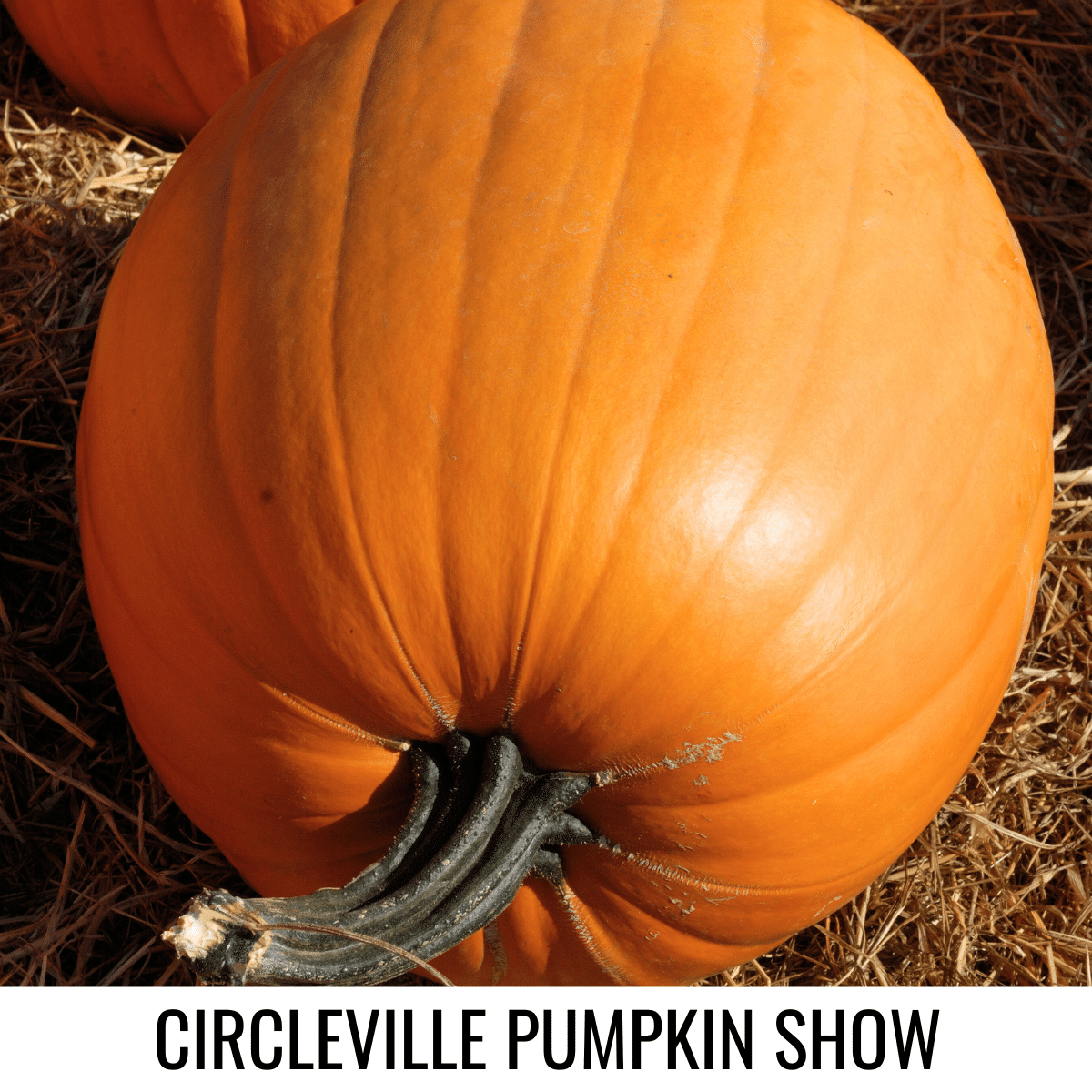 square image with a close up photo of a large orange pumpkin. A white strip at the bottom has the text Circleville Pumpkin Show. Image via Canva pro license