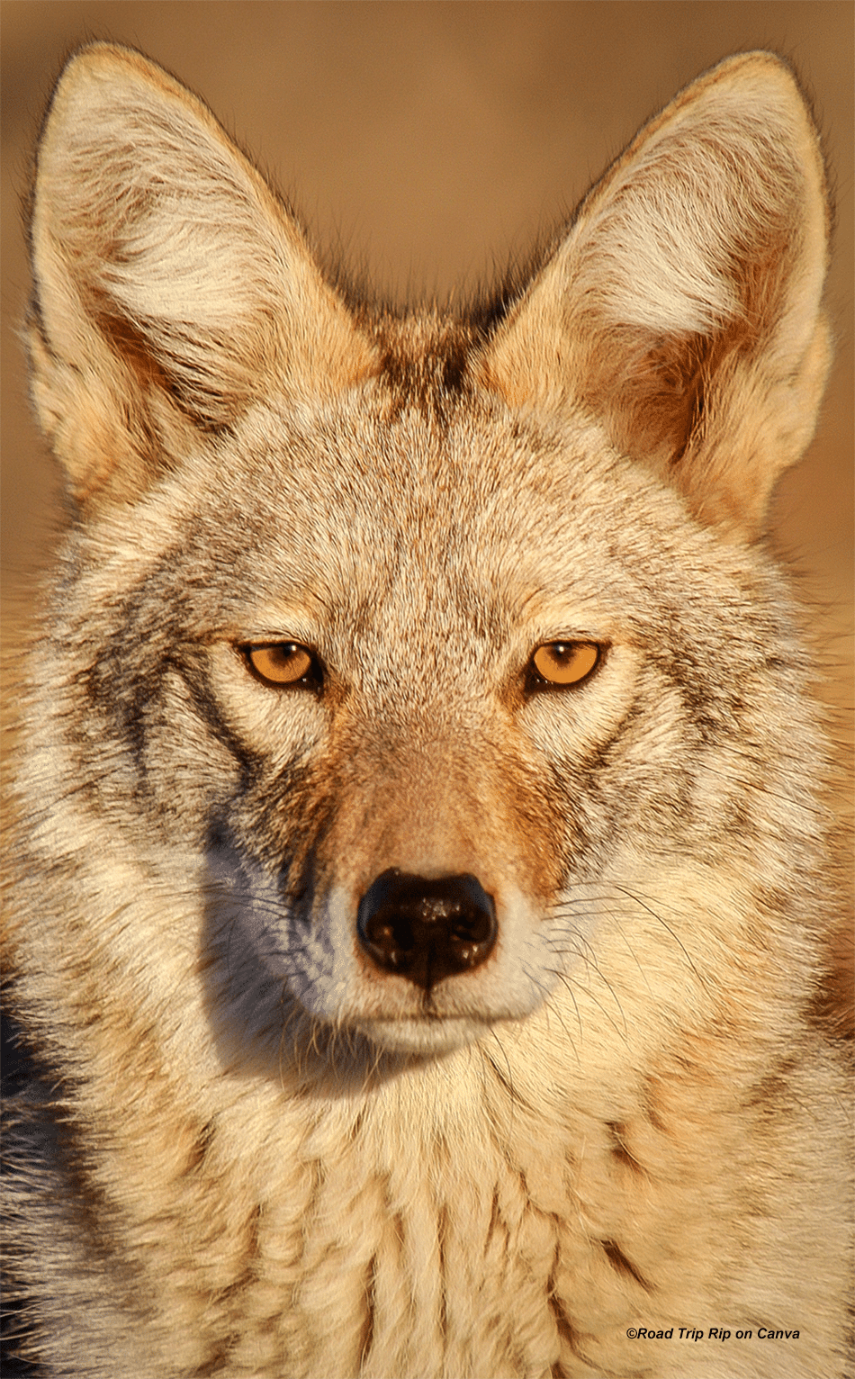 vertical image of a light colored coyote with orange eyes and big ears