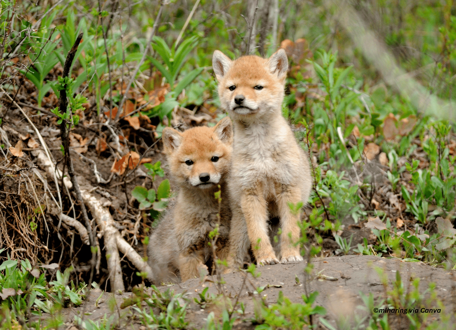 horizontal photo of two coyote pups both sitting in some foliage.