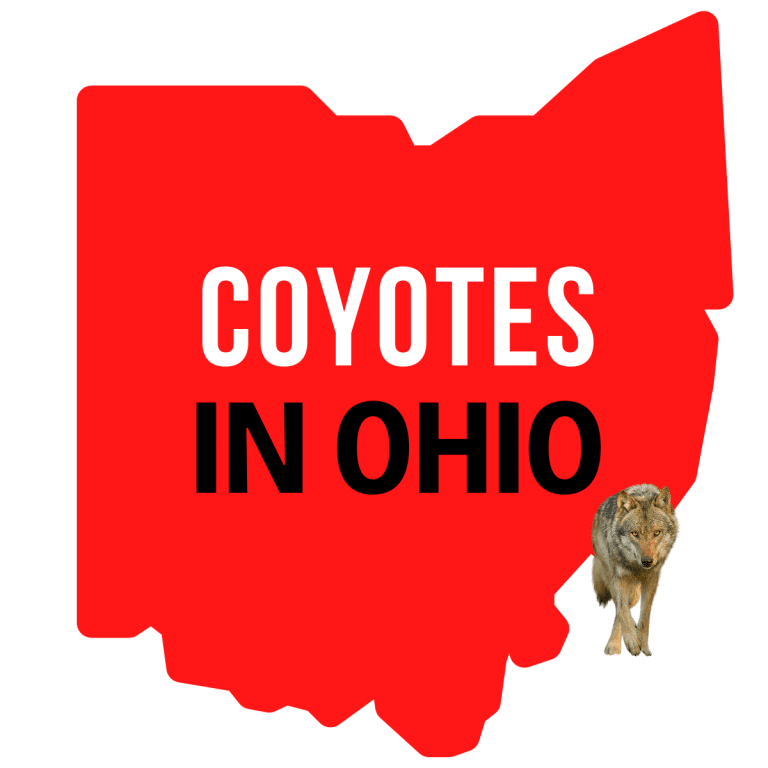 Coyotes in Ohio