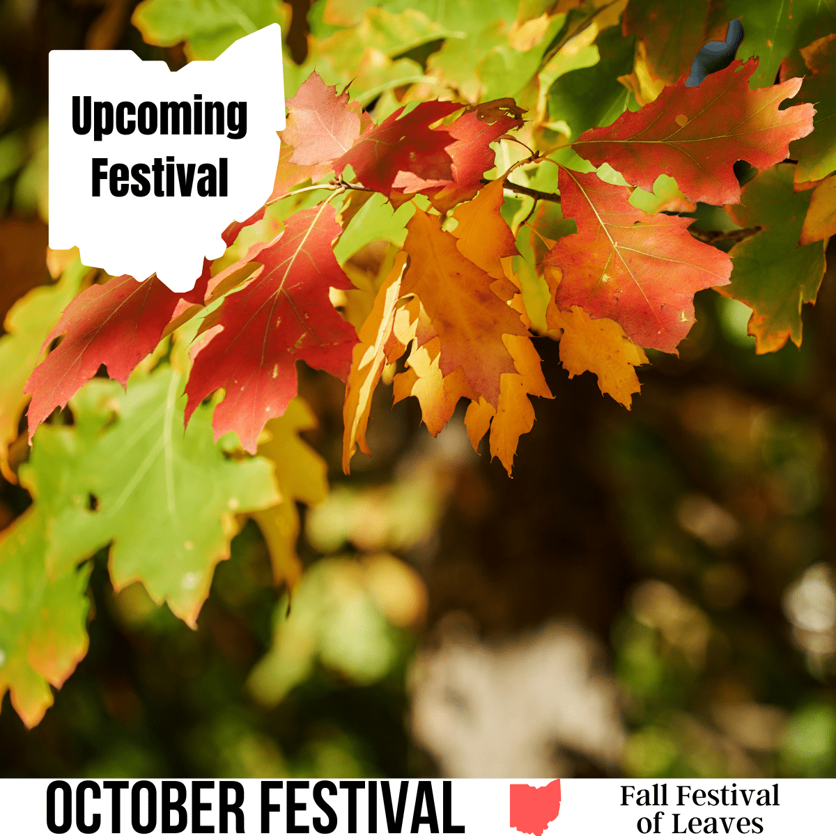 square image with a photo of a tree branch with green and red leaves. A white strip at the bottom has the text October Festival, Fall Festival of Leaves. Image via Canva pro license