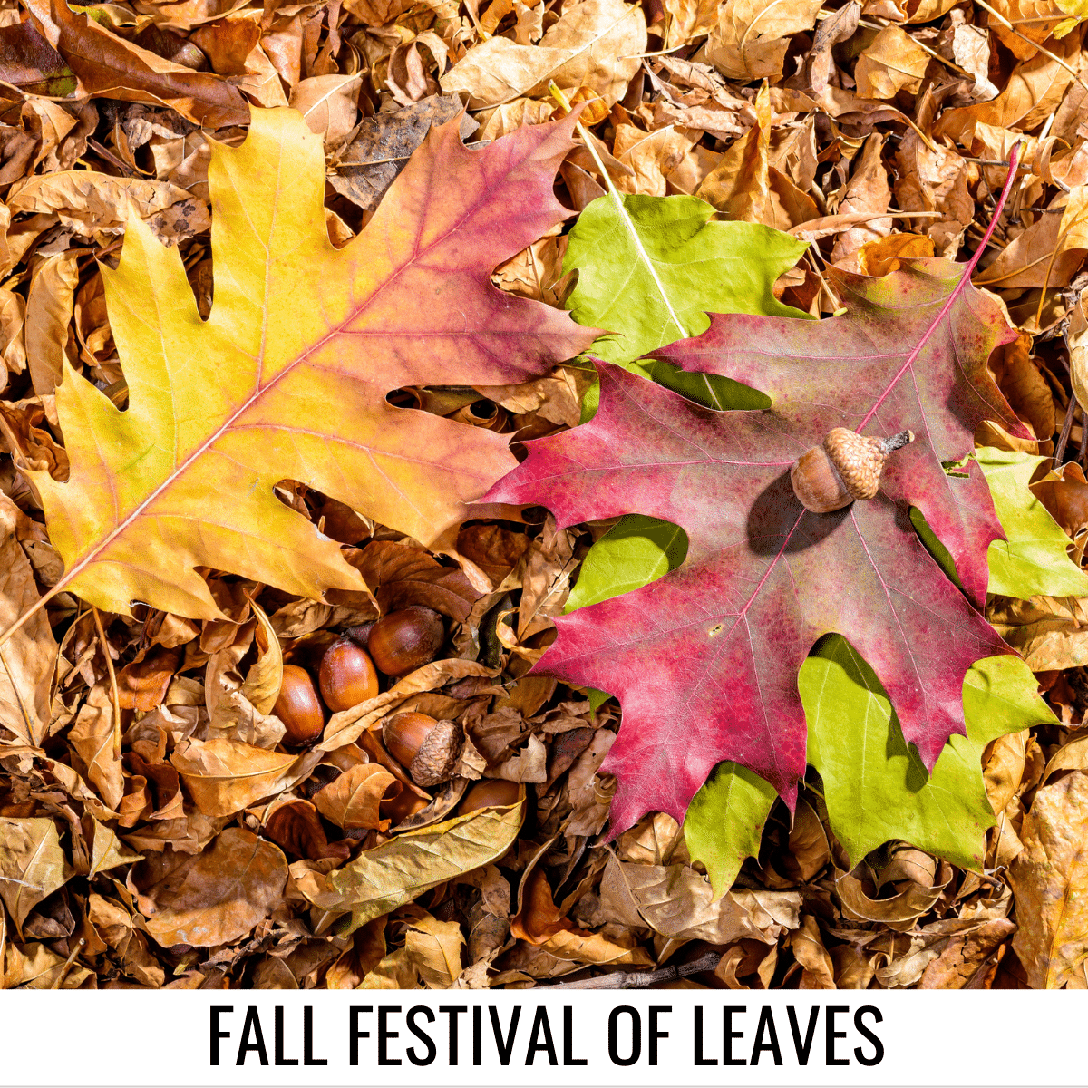 square image with a photo of a pile of leaves and a large red, green, and yellow leaf on the top and an acorn on the red leaf. A white strip at the bottom has the text Fall Festival of Leaves. Image via Canva pro license