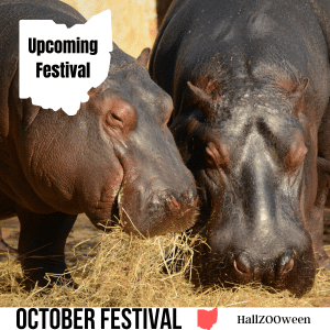 square image with a photo of an adult and a young hippopotamus eating hay. A white strip at the bottom has the text October Festival HallZOOween. Image via Canva pro license