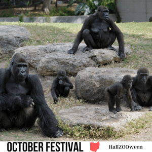 square image with a photo of chimpanzee adults and youngsters at a zoo, sitting on the ground and on some large rocks. A white strip at the bottom has the text October Festival HallZooween. Image via Canva pro license