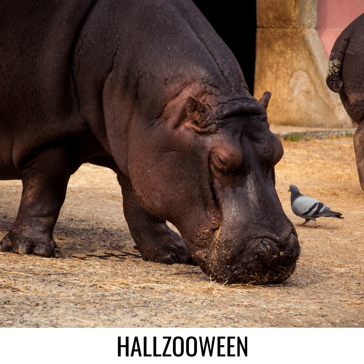 square image with a photo of a young hippopotamus eating from the ground with a pigeon also in the shot. A white strip at the bottom has the text HallZOOween. Image via Canva pro license