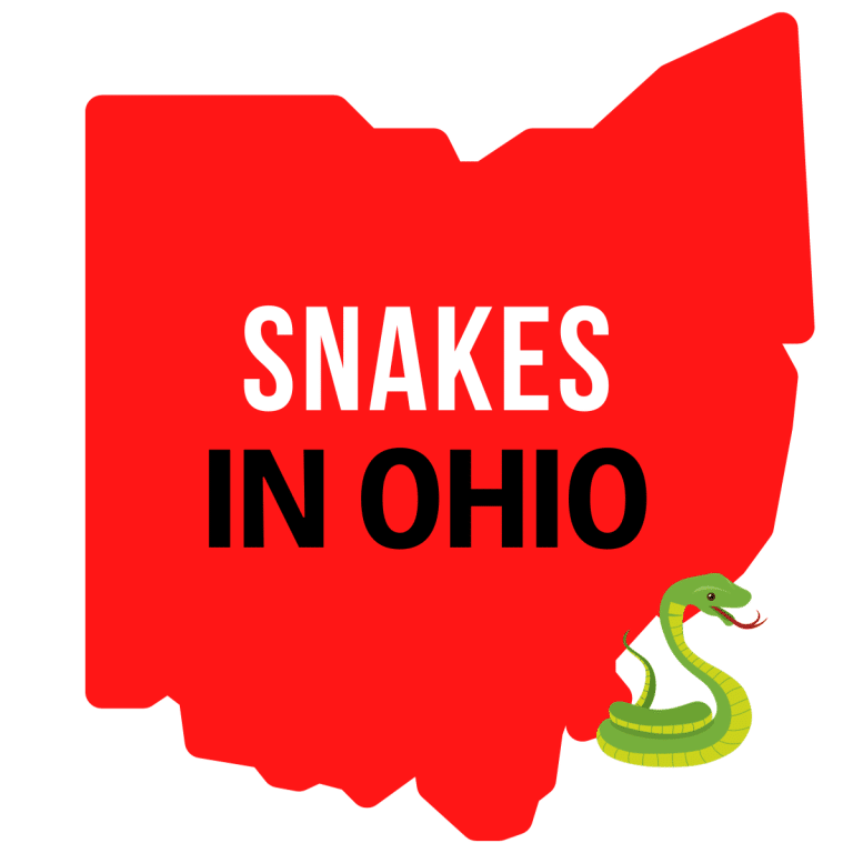 Snakes in Ohio