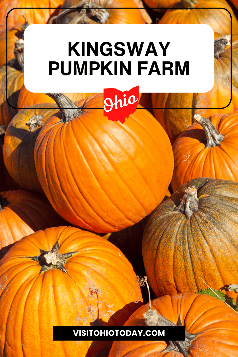 vertical image with a photo of a pile of large orange pumpkins. A white box at the top has the text Kingsway Pumpkin Farm