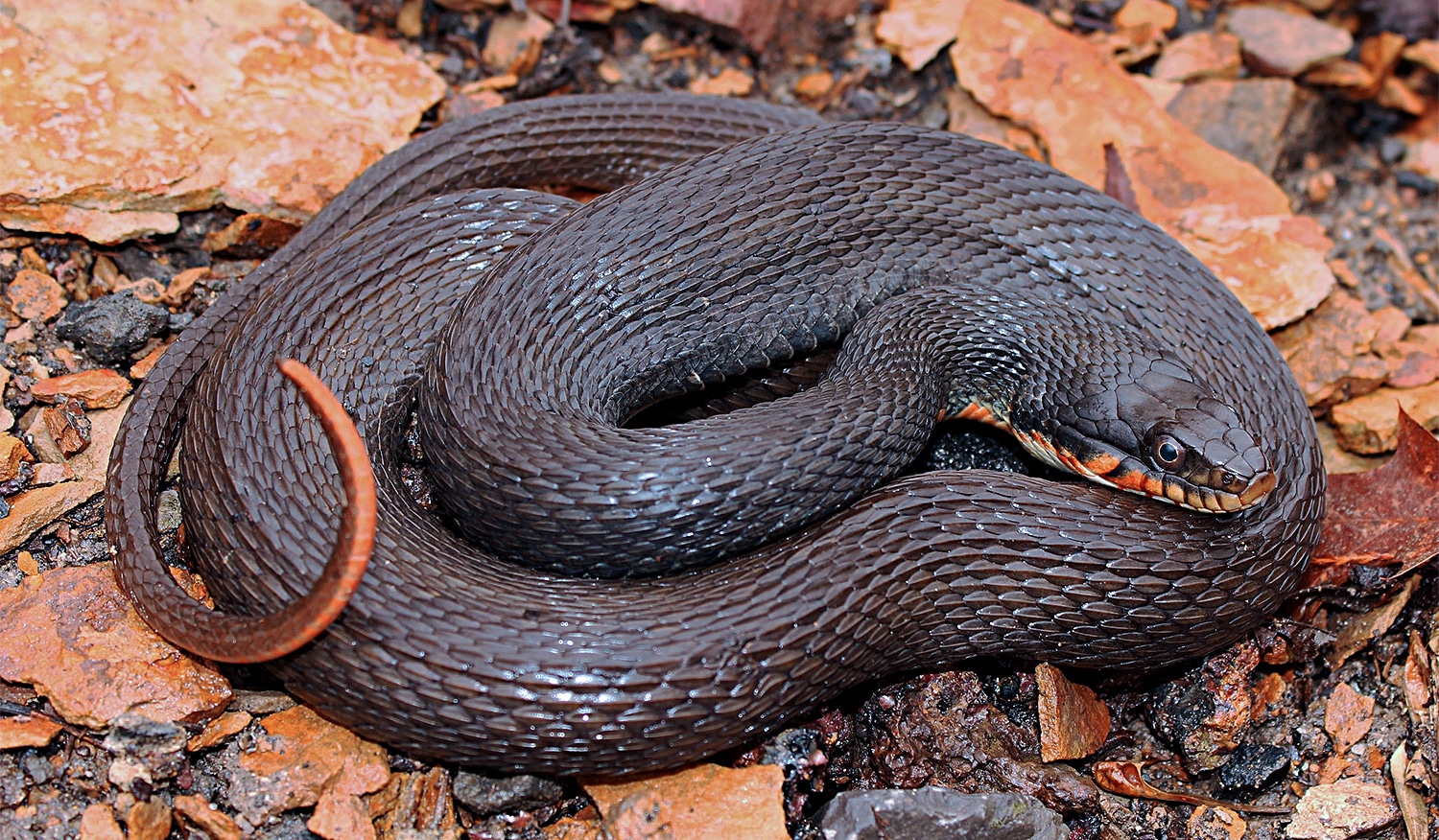 horizontal photo of a copperbelly snake curled on dried leaves. Image credit: Peter Paplanus, CC BY 2.0, via Wikimedia Commons