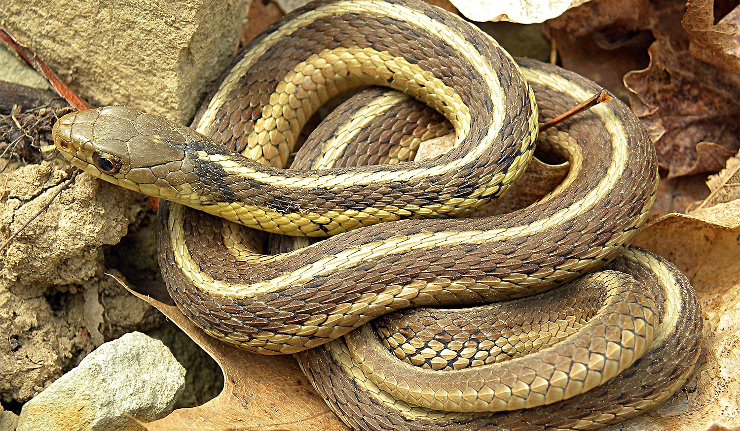 horizontal photo of an Eastern Garter Snake curled up on rocks. Image via Wikimedia Commons, public domain image