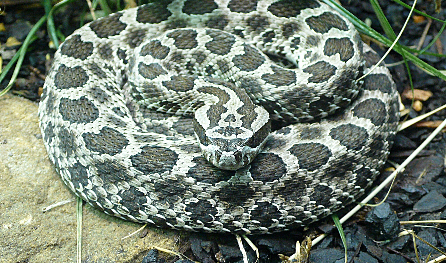horizontal photo of an Eastern Massasauga snake curled up on dry leaves. Image via Wikimedia Commons, public domain image