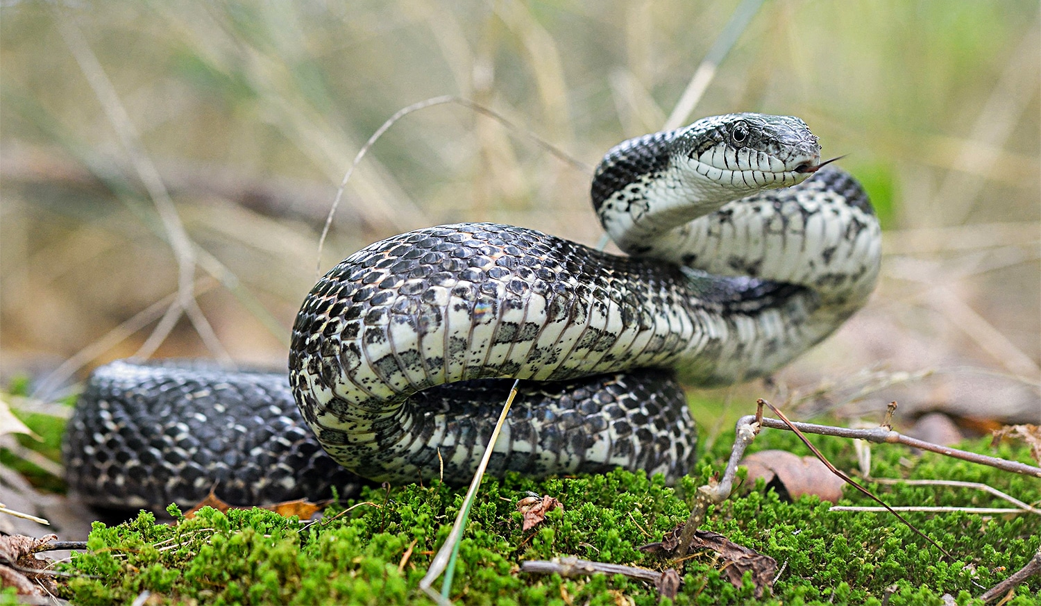 horizontal photo of a Gray Ratsnake about to strike, on grass. Image credit: Will Brown, CC BY 2.0, via Wikimedia Commons