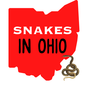 square image with a large red map of Ohio with the text Snakes in Ohio on it. A cartoon curled snake is in the bottom right corner