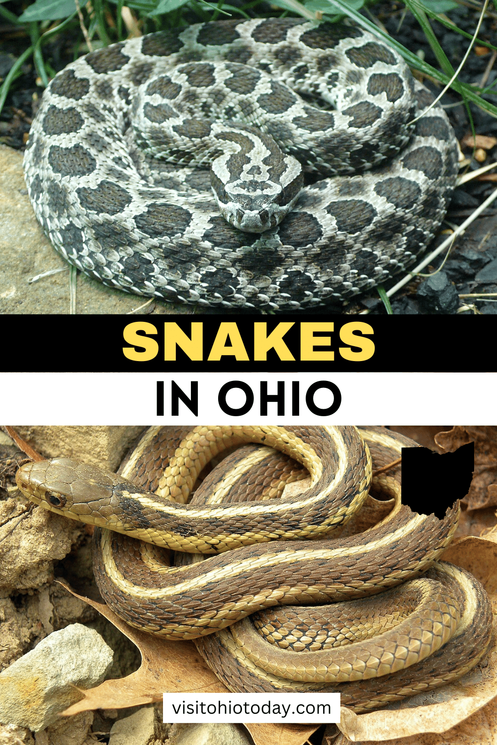 Various types of snakes live in Ohio. In this article, we are featuring 16 Snakes that can be found in the state, and each species has its specific behaviors.