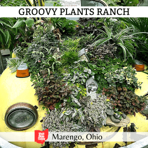 Groovy Plants Ranch