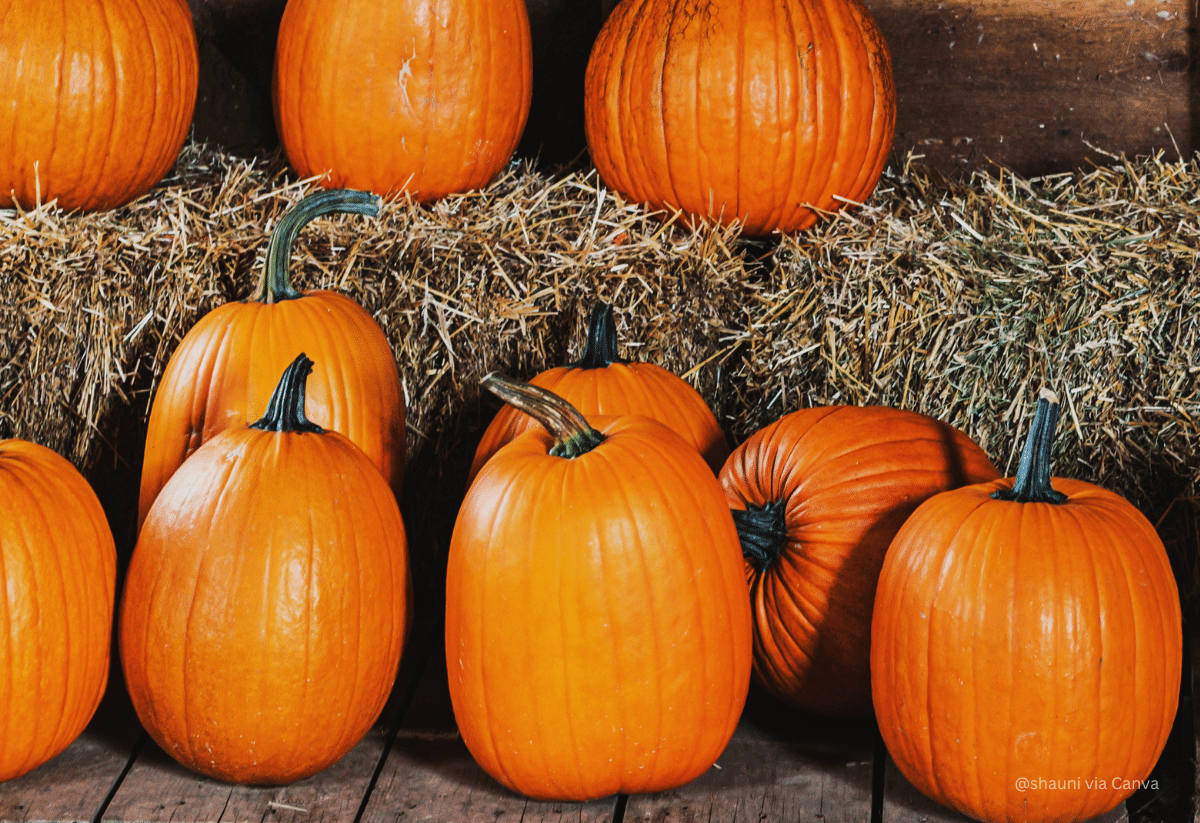 horizontal photo with orange pumpkins on a wooden pallet and some on hay bales behind