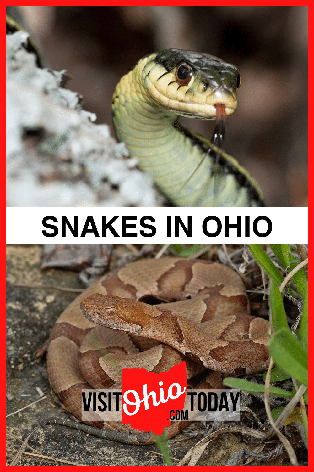 Various types of snakes live in Ohio. In this article, we are featuring 16 Snakes that can be found in the state, and each species has its specific behaviors.