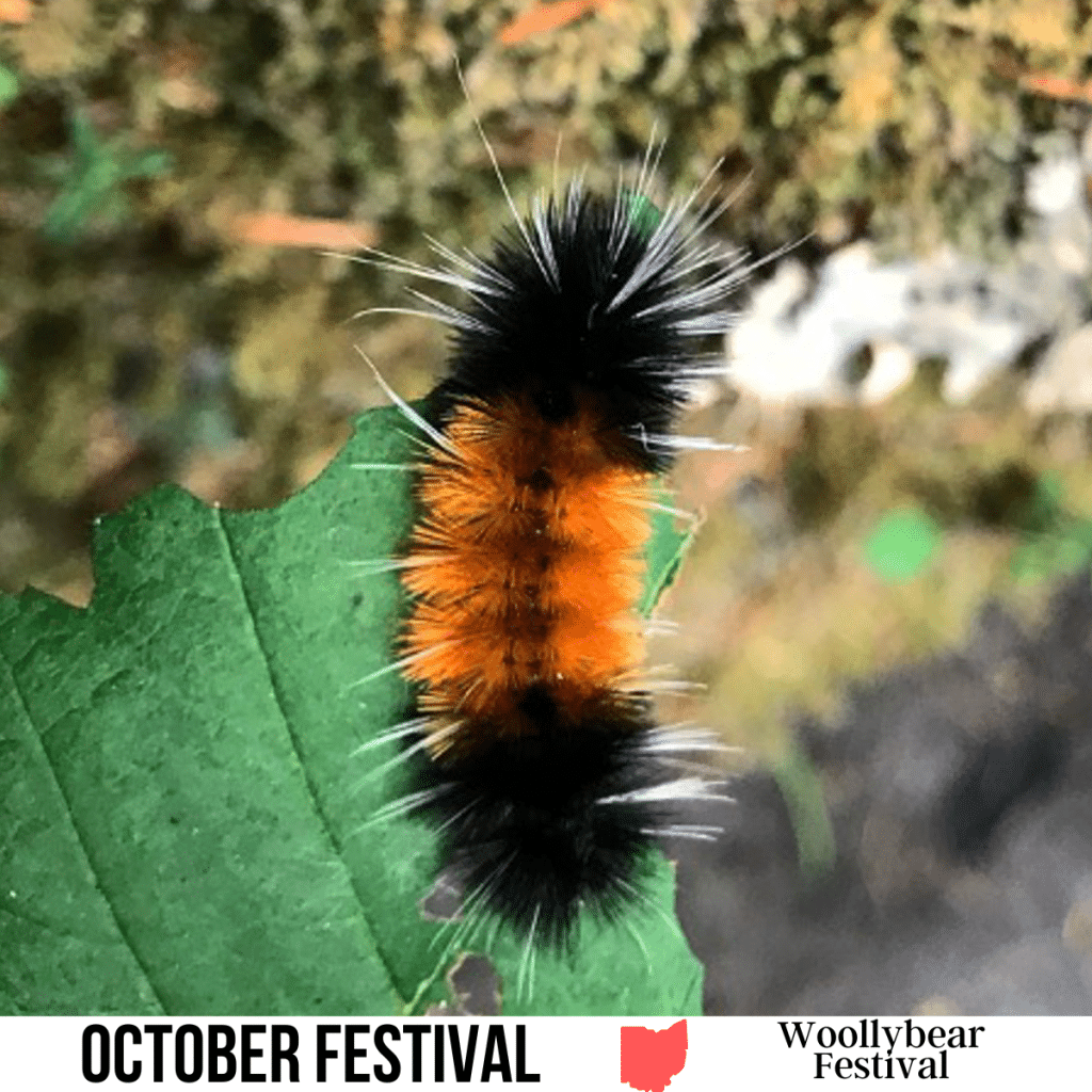 square image with a photo of a close up of a woolly bear caterpillar on a light green leaf. A white strip at the bottom has the text October Festival Woollybear Festival.