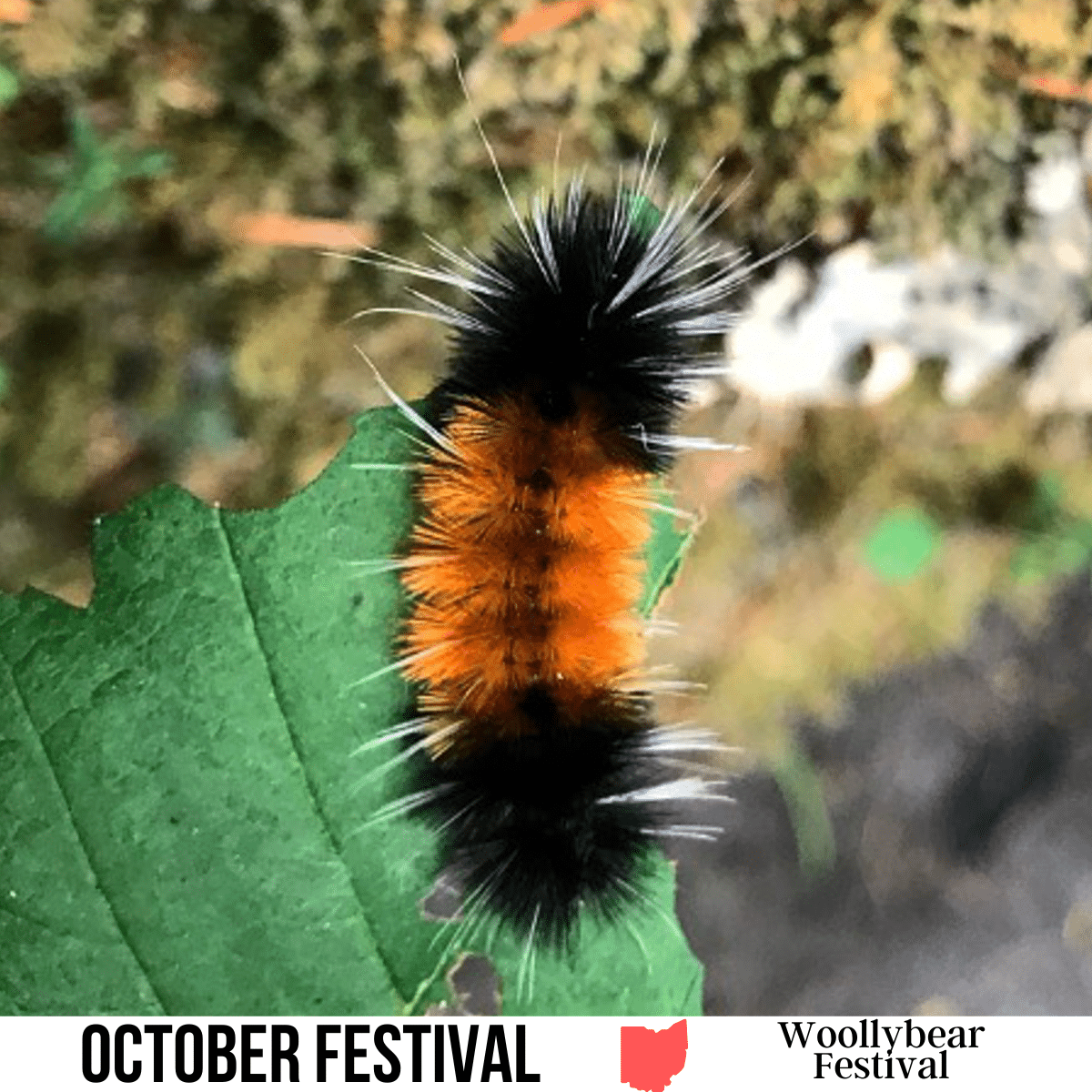 square image with a photo of a close up of a woolly bear caterpillar on a light green leaf. A white strip at the bottom has the text October Festival Woollybear Festival.