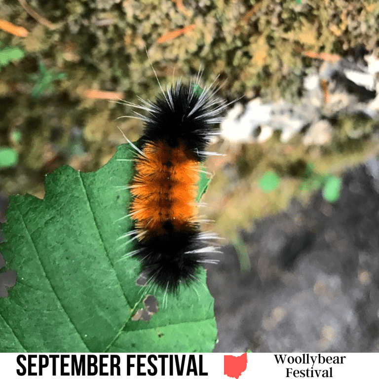 square image with a photo of a close up of a woolly bear caterpillar on a light green leaf. A white strip at the bottom has the text September Festival Woollybear Festival.