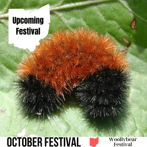 square image with a photo of a close up of a woolly bear caterpillar on a light green leaf. A white strip at the bottom has the text October Festival Woollybear Festival. Image via Canva pro license