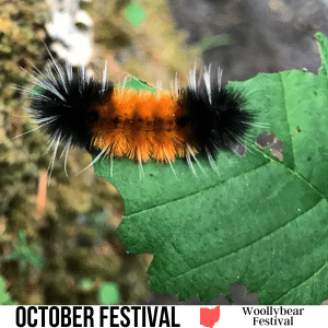 square image with a photo of a woolly bear caterpillar on a green leaf. A white strip at the bottom has the text October Festival Woollybear Festival. Image via Canva pro license