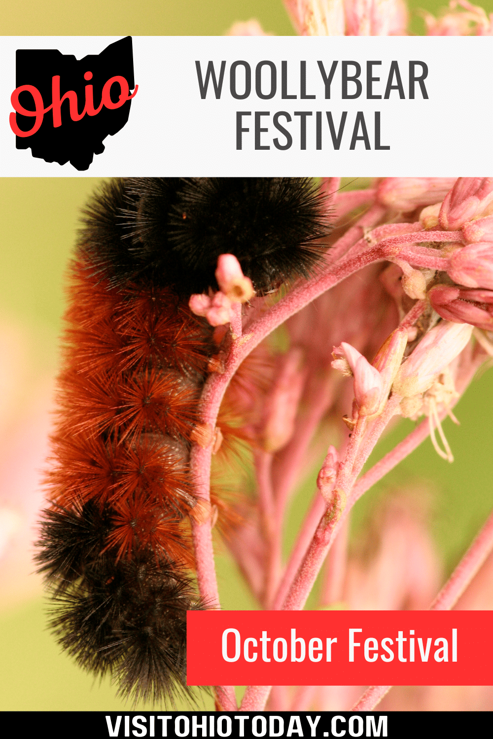 The Woollybear Festival is held in the town of Vermilion on Sunday October 8th, 2023. This festival has one of the largest parades in the state of Ohio.