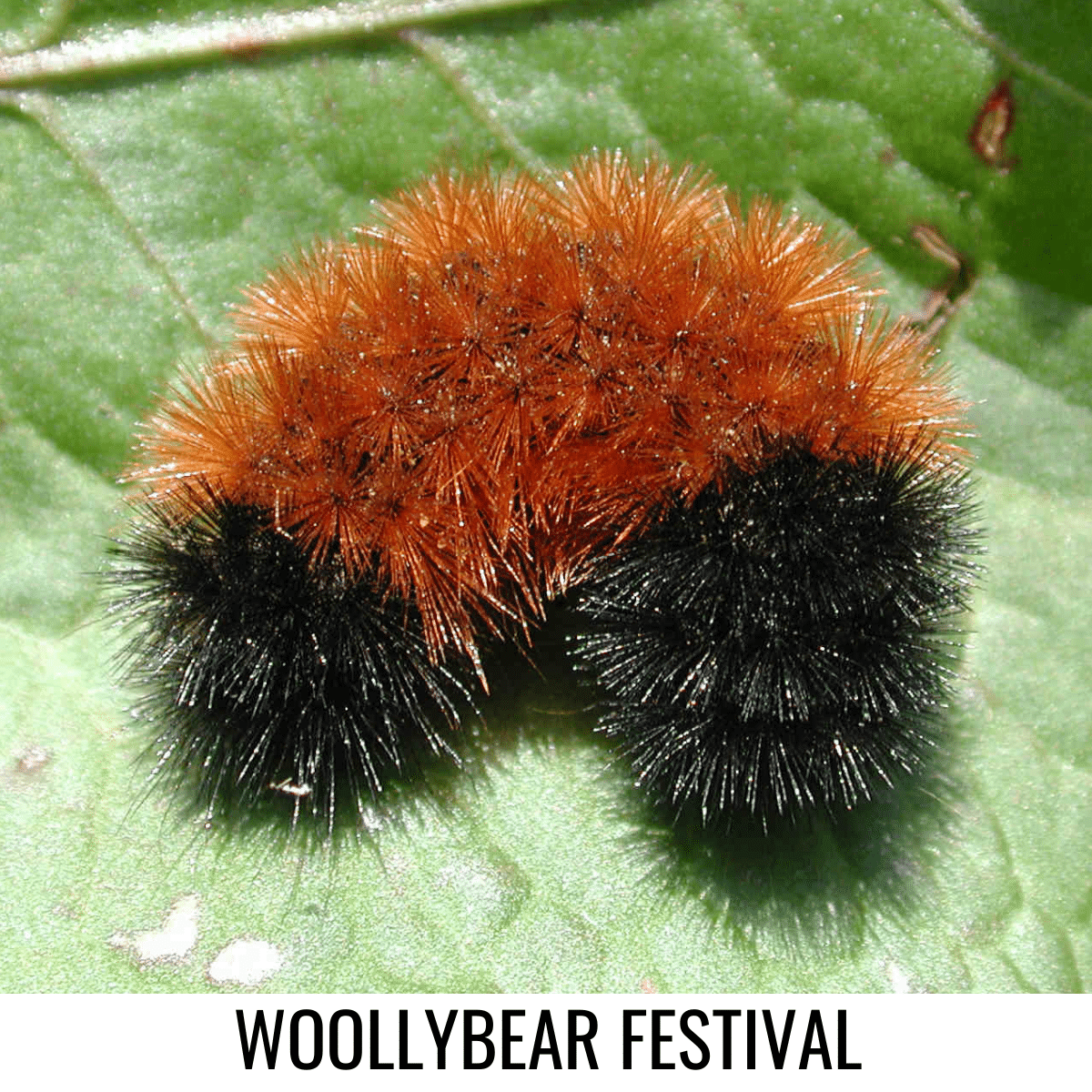 square image with a photo of a close up of a woolly bear caterpillar on a light green leaf. A white strip at the bottom has the text Woollybear Festival. Image via Canva pro license