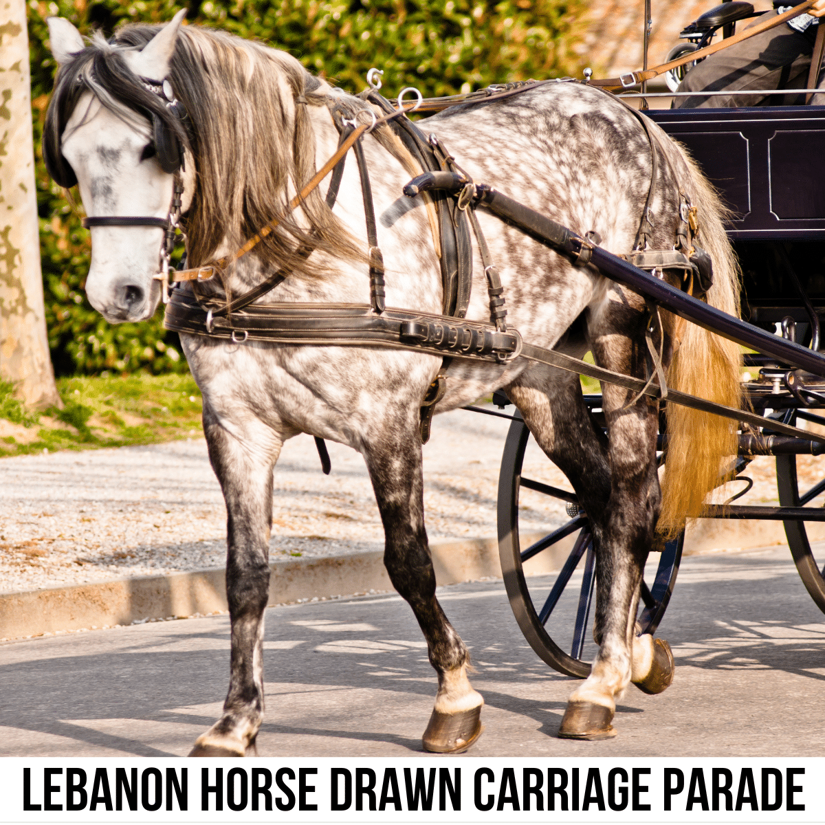 square image with a photo of a dapple gray horse pulling a carriage. A white strip across the bottom has the text Lebanon Horse Drawn Carriage Parade