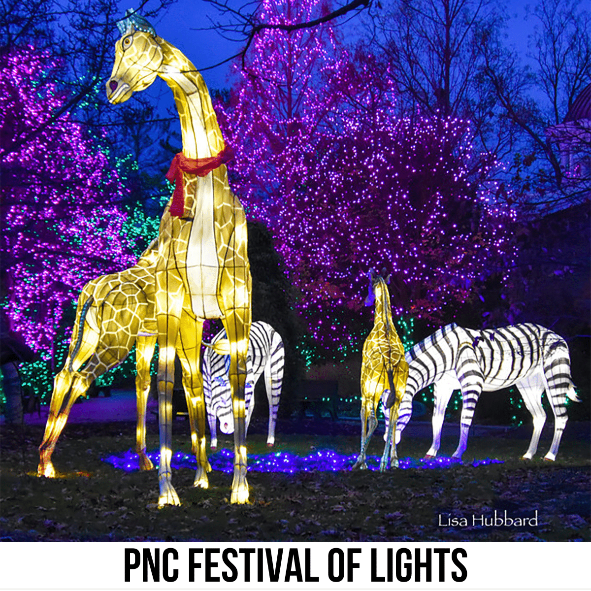 square image with a photo of a light display at Cincinncati Zoo, with giraffes and zebras. A white strip across the bottom has the text PNC Festival of Lights