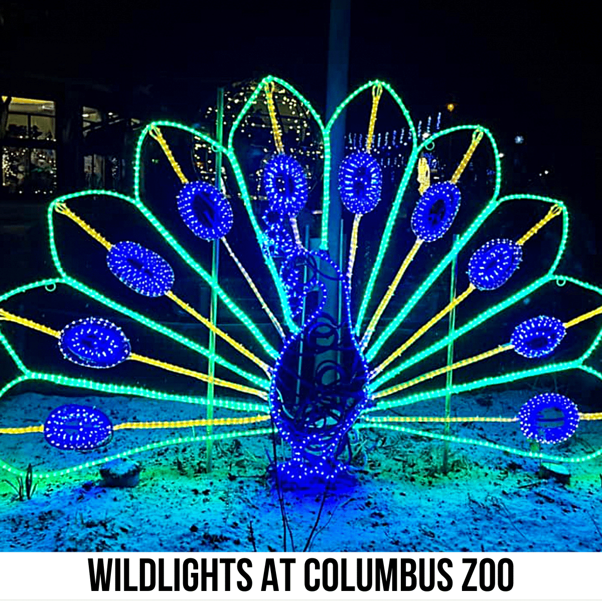 square image with a photo of a light display of a peacock. A white strip at the bottom has the text Wildlights at Columbus Zoo