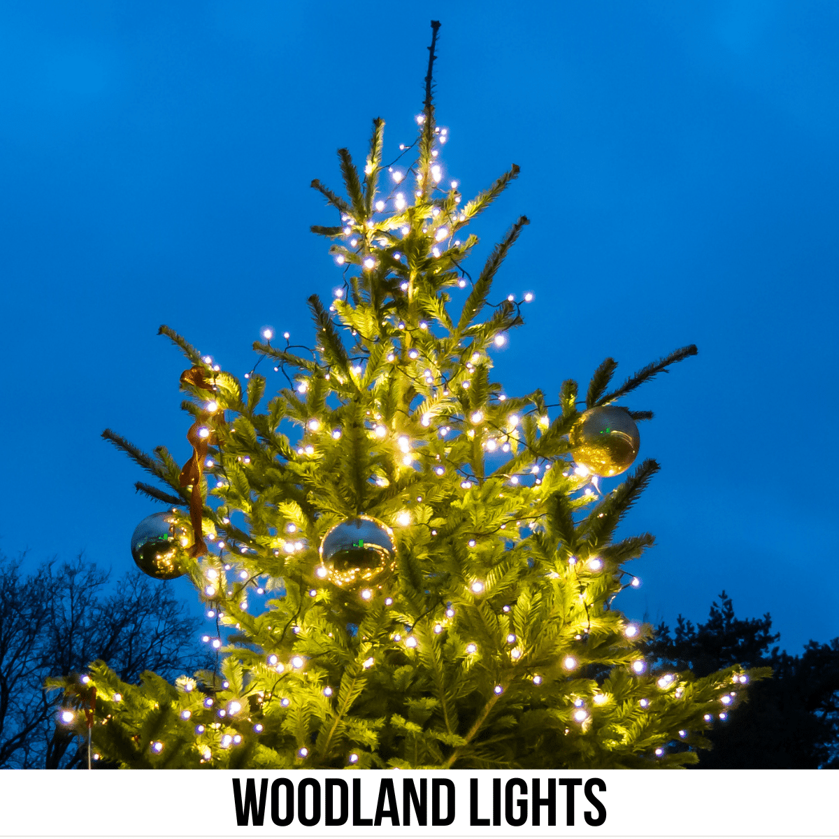 square image with a photo of an outdoor Christmas tree with lights. A white strip across the bottom has the text Woodland Lights