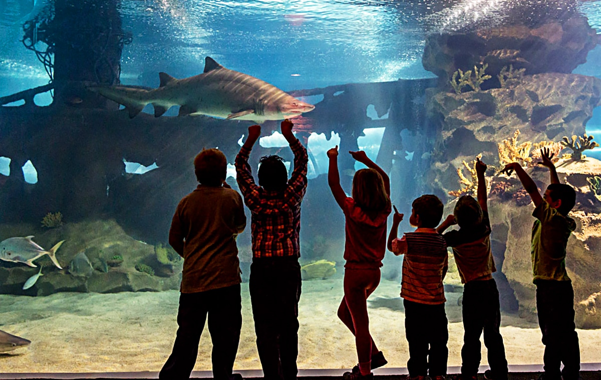 Horizontal photo of 6 children watching the sharks in the Shark Tunnel at Greater Cleveland Aquarium