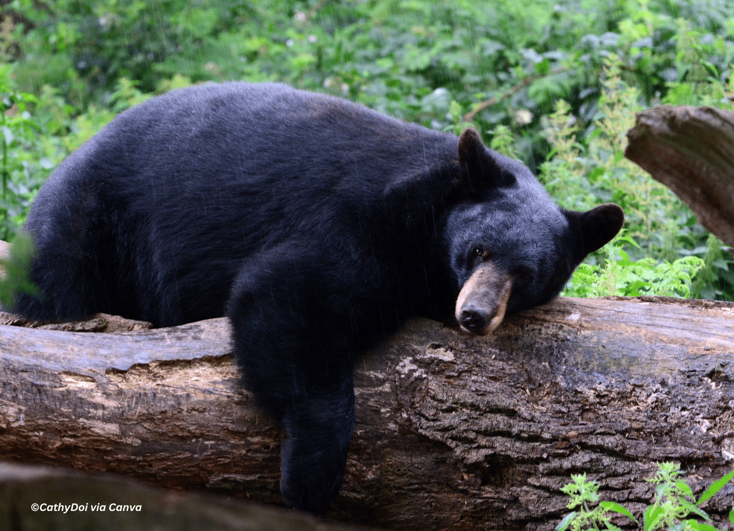 horizontal photo of a black bear laying on a tree trunk in a wooded area