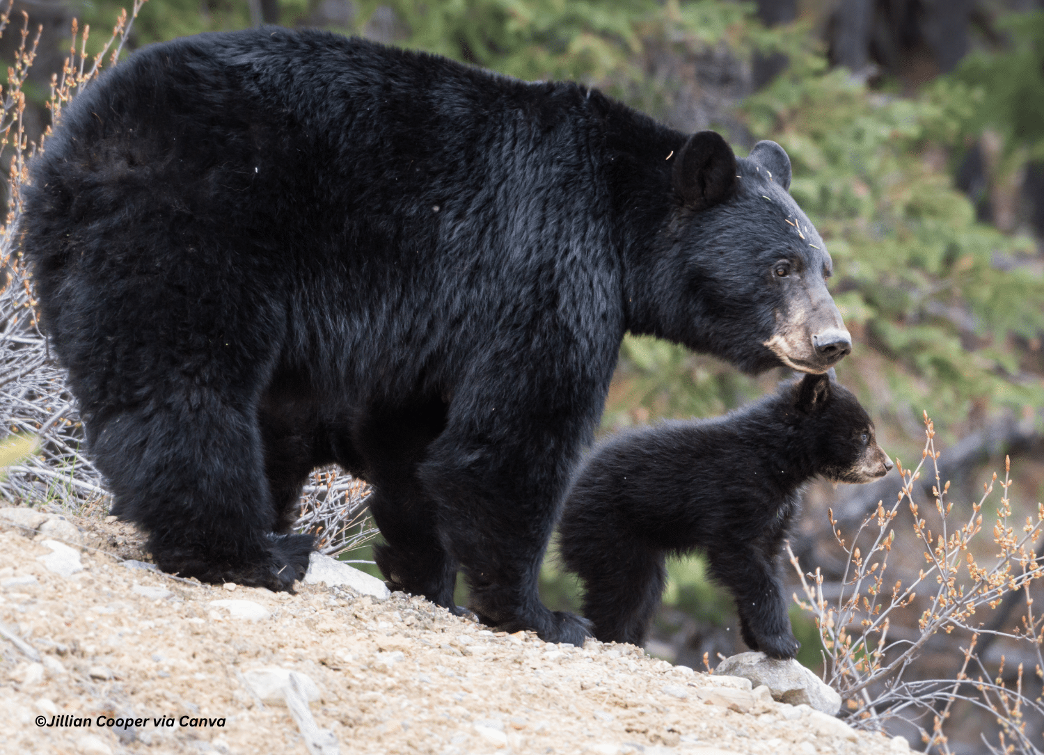 horizontal photo of a female black bear with her cub