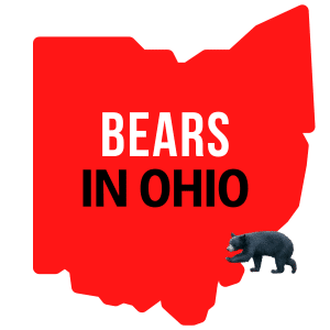 Bears in Ohio