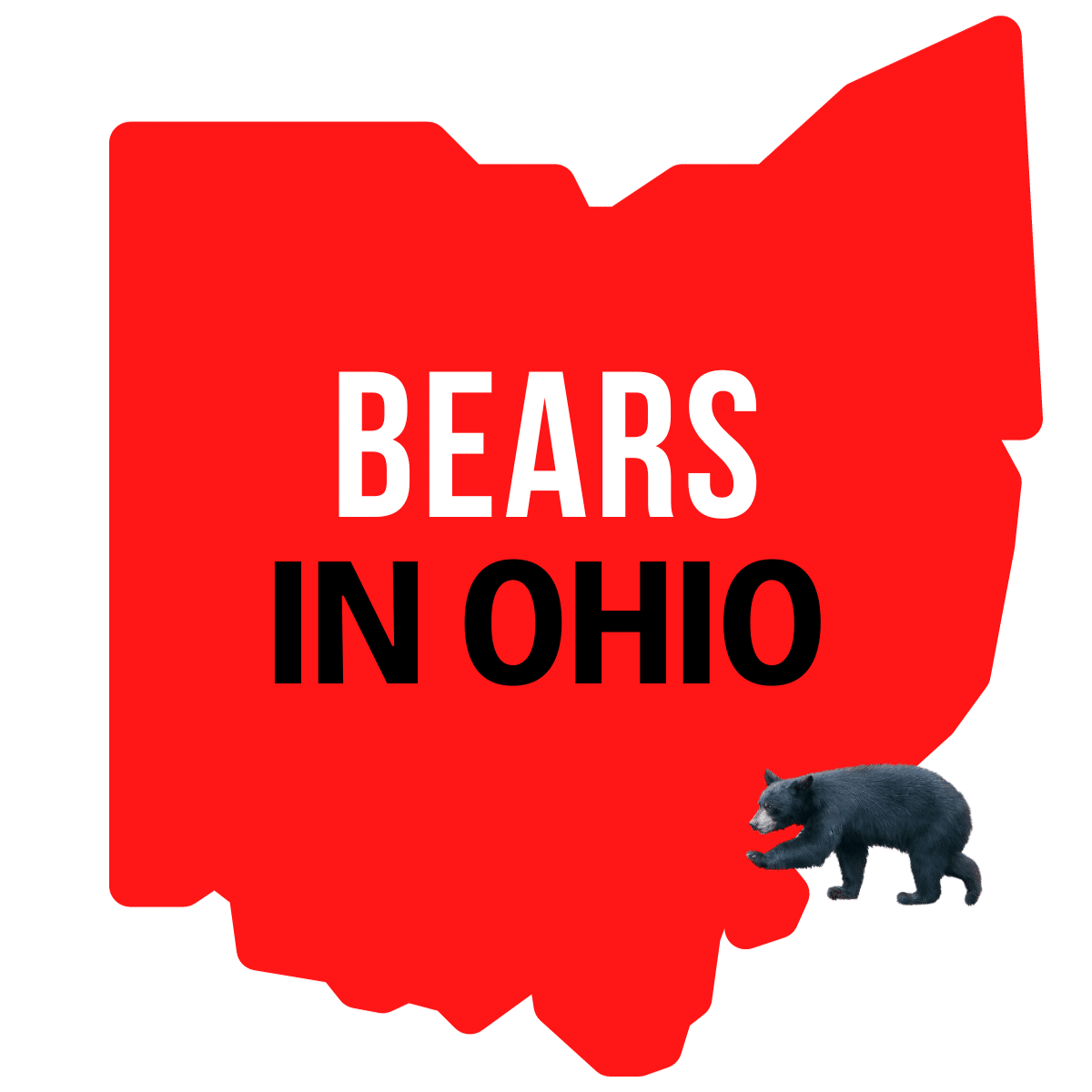 bears-in-ohio-visit-ohio-today