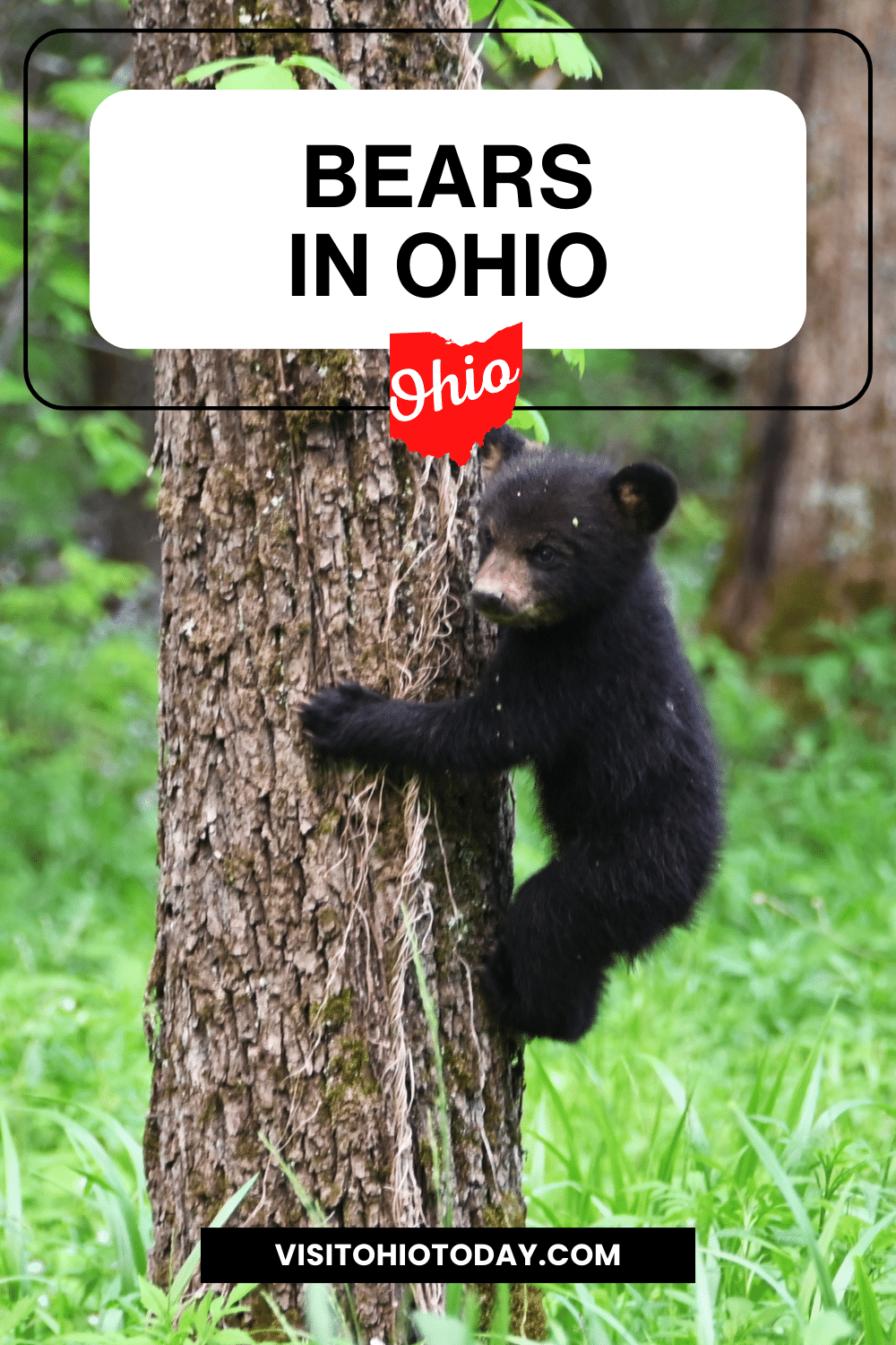Bears used to roam around Ohio in large numbers. Whilst there are not as many bears in Ohio today, there is still a population of Black Bears that call Ohio home.