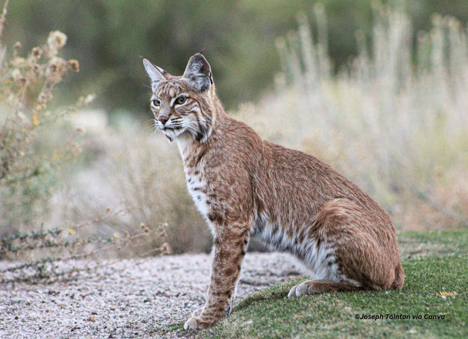 horizontal photo of a reddish-colored bobcat sitting on a grassy area with foliage in the background
